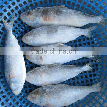 Frozen Sardine Fish/ Shad Fish/ Frozen Sardine Fish Size 4/6 photo-2