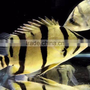 Aquarium Fish Farm and Export From Thailand photo-3