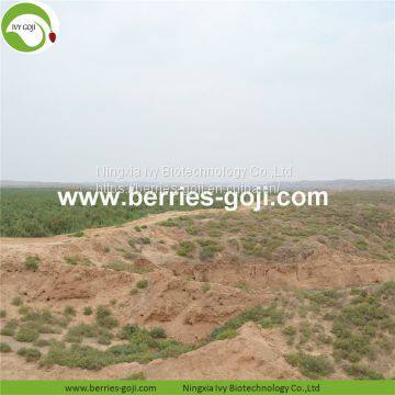 Factory For Sale Dried Conventional Goji Berry photo-3