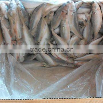 Frozen seafood horse mackerel fish sale 160-200