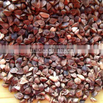 high quality hot sale black bitter buckwheat for tea (Fagopyrum esculentum)