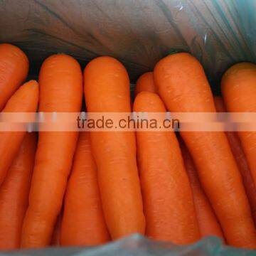 China Fresh Carrot Natural Carrot Manufacturer photo-4