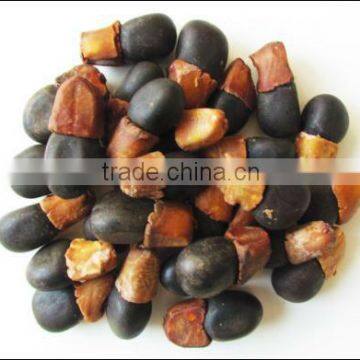 Afzelia xylocarpa (Kurz) Craib Seeds - Teak, Black wood, Siamese Rosewood, Rosewood - Agarharvest