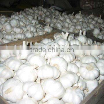 2015 No pollution and New harvested garlic