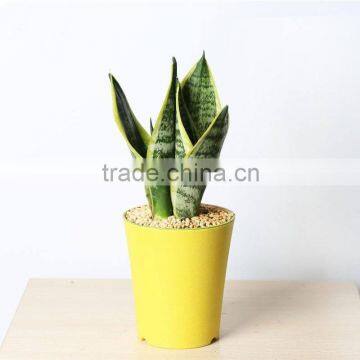 Mini sansevieria indoor plants for study desk deocration