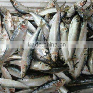 Frozen_Sardinella_for_Bait