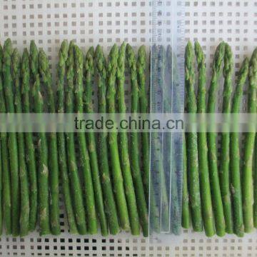 IQF Asparagus