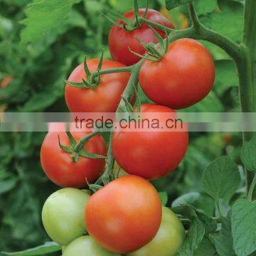 FRESH TOMATOES Cheap photo-3