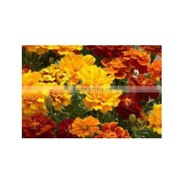 Tagetes patula safari series (Marigold French Safari Series)