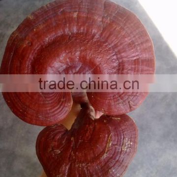 Free Sample Reishi Mushroom Extract Powder