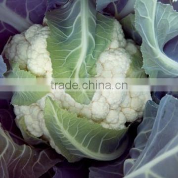 HCF13 Gousier F1 hybrid cauliflower seeds