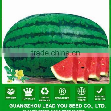 NW03 Jinchan oblong shape hybrid F1 watermelon seeds supplier