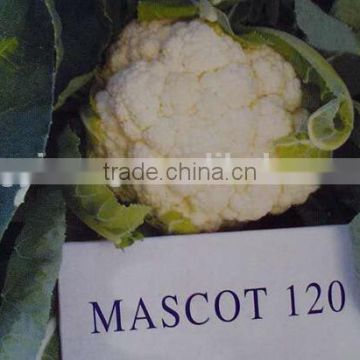 Late maturity cold resistant cauliflower seeds MASCOT 120