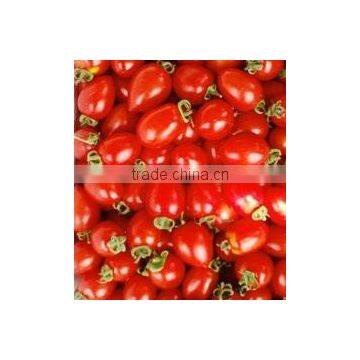 Small Tomato Seeds Red Tomatos Best Quality Seeds