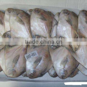 IQF grey pomfret(swallowtail butterfish)100-150g