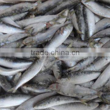 da nang of sardine