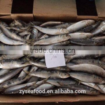 Bulk Frozen Headless Gutted HGT Sardine photo-2