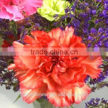 Fragrant Fresh Flowers Carnation Fresh Cut Flowers for Birthday From Kunming