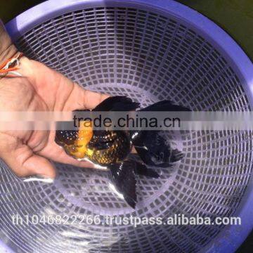 Live Tropical Gold Fish photo-4