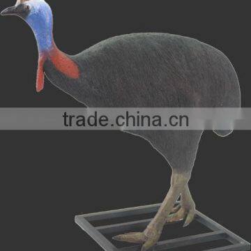 Cassowary Male