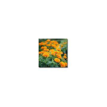 we supply Marigold extract powder, Lutein 20%,40%,80%,a kind of mixed carotenoids, including zeaxanthin and cryptoxanthin is a natural coloring agent and pigment, with a strong anti-oxidation function,prevent heart disease and cancer.