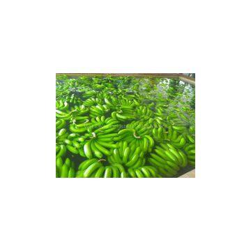 FRESH CAVENDISH BANANA photo-2