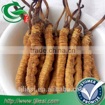 supply dried cordyceps not extract