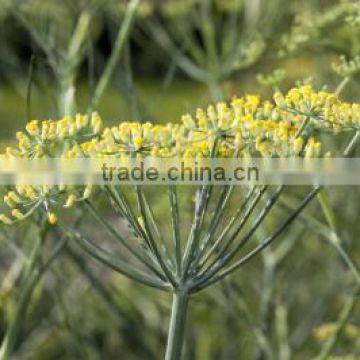 Superior Grade Organic Fennel Seeds For OEM