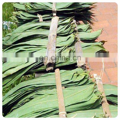 Wholesale Wild Natural Hand-picked High Quality Dried Bamboo Leaves From Vietnam photo-2