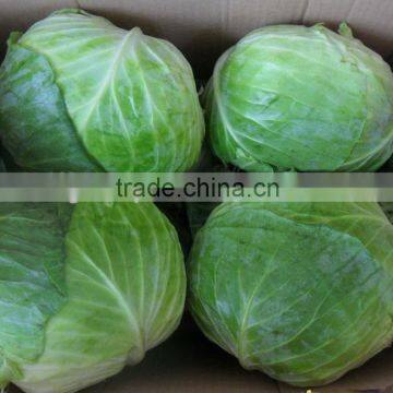 2014 New crop fresh flat chinese cabbage