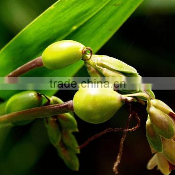 100 pure and natural Barley essential oil