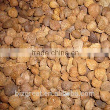 China Origin Bitter Apricot Kernels with for Sales