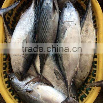 750g+ Frozen Whole Bonito newly caught in China