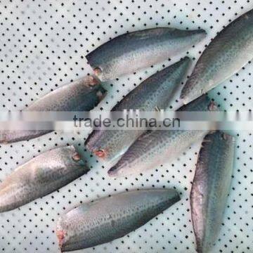 frozen pacific mackerel fish fillet new products