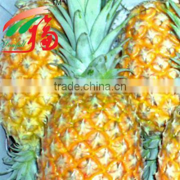 Best supplier you can trust Bromelain Powder