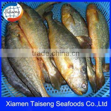 Yellow Croaker Seafood