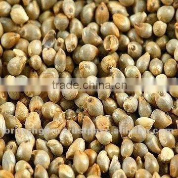 Millet Feed Grade Animal feed