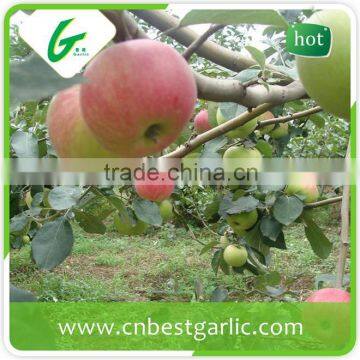 Chinese suppliers fresh juicy gala apple