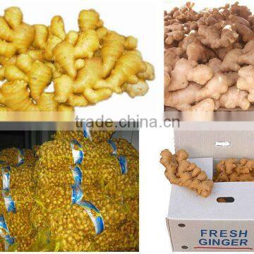 New!!! Chinese Yellow Ginger of China