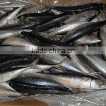 Frozen Style and Block Shape frozen mackerel fish