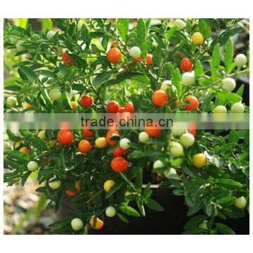 Solanum pseudo-capsicum Jerusalem Cherry Solanum Cherry