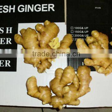 2015 Fresh Ginger