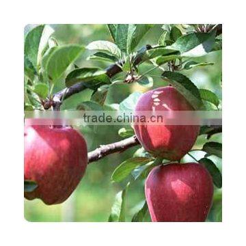 High Quality Chinese Red Star Apple Best Price Red Star Apples Sweet and Fresh Red Star Apples photo-6