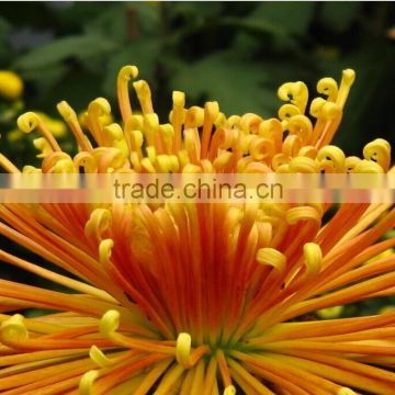 Chrysanthemum Seeds For Growing