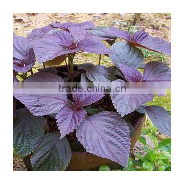 Chinese Herb Seeds Purple Perilla Seeds For Cultivation