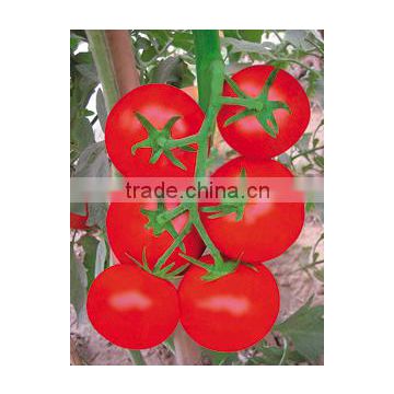 Chinese Hybrid F1 Indeterminate Growth Big Red Tomato Seeds For Cultivation-FST 711