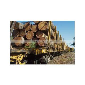 Pinus Carribaea photo-5