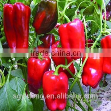 Anti-virus High yield sweet pepper seeds Michael(222)F1