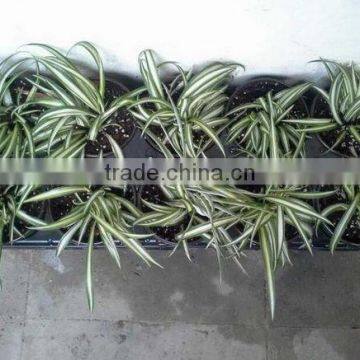 Latest Fashion Best Choice rice seedling tray