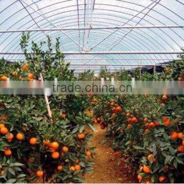 200mic high quality PE greenhouse film for orange growing